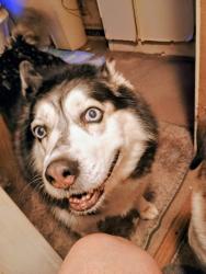 Lost Female Dog last seen Lynnbank Estates Rd. and Kittrell College Rd. , Vance County, NC 27544