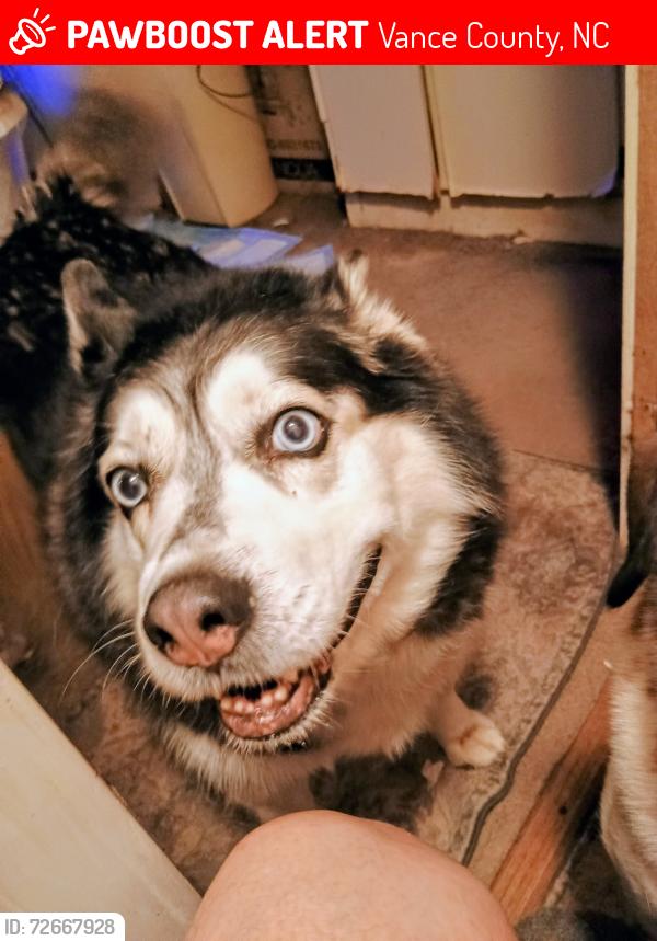 Lost Female Dog last seen Lynnbank Estates Rd. and Kittrell College Rd. , Vance County, NC 27544