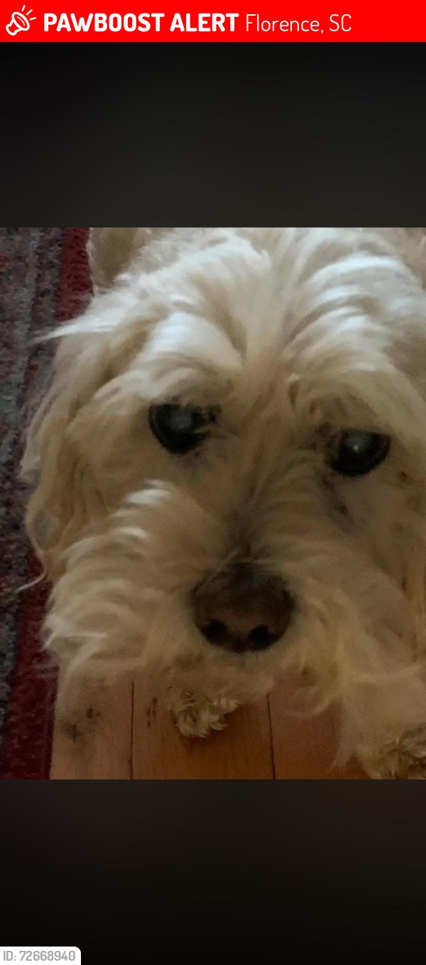 Lost Female Dog last seen hoffmeyer crossing, Florence, SC 29501