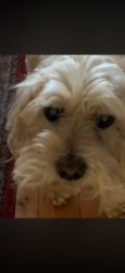 Lost Female Dog last seen hoffmeyer crossing, Florence, SC 29501