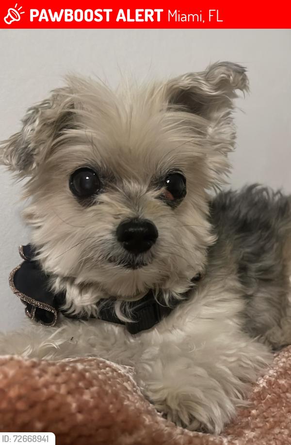Lost Female Dog last seen NW 19th Terrace, Miami, FL 33135