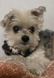 Lost Female Dog last seen NW 19th Terrace, Miami, FL 33135