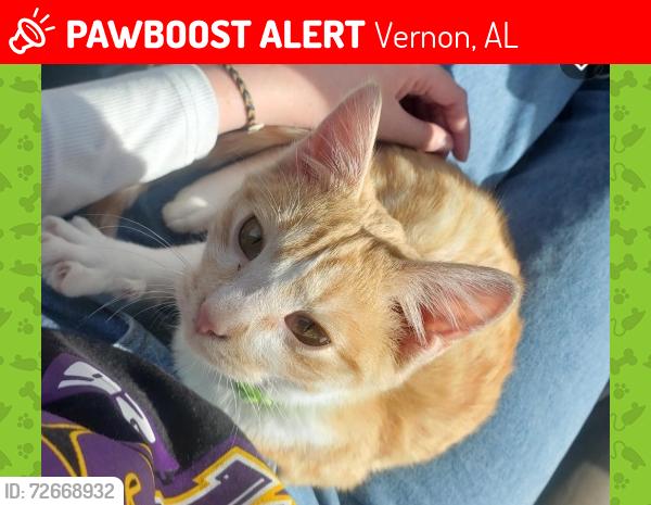 Lost Male Cat last seen Near 10th St. NW Vernon, AL 35592, Vernon, AL 35592