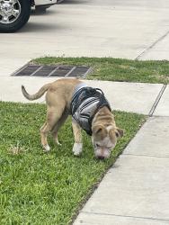 Found/Stray Male Dog last seen East Heights apmt complex, Houston, TX 77009