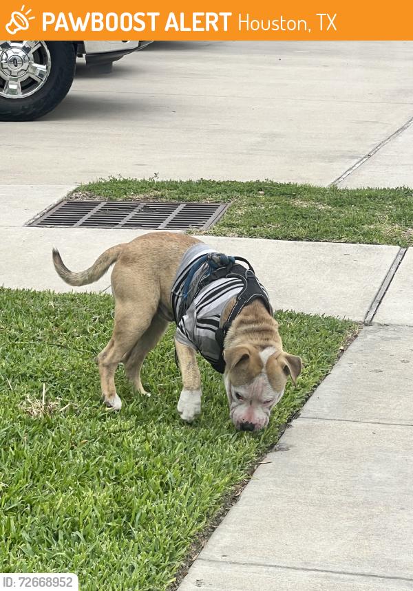 Found/Stray Male Dog last seen East Heights apmt complex, Houston, TX 77009