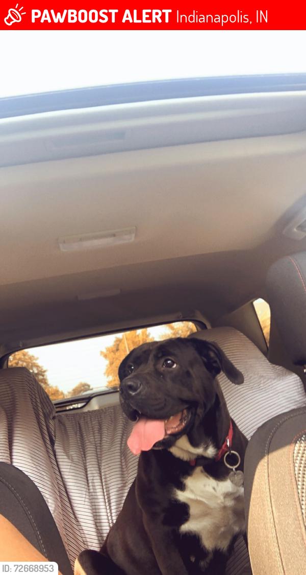 Lost Female Dog last seen Girlschool rd, Indianapolis, IN 46214