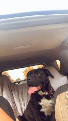 Lost Female Dog last seen Girlschool rd, Indianapolis, IN 46214