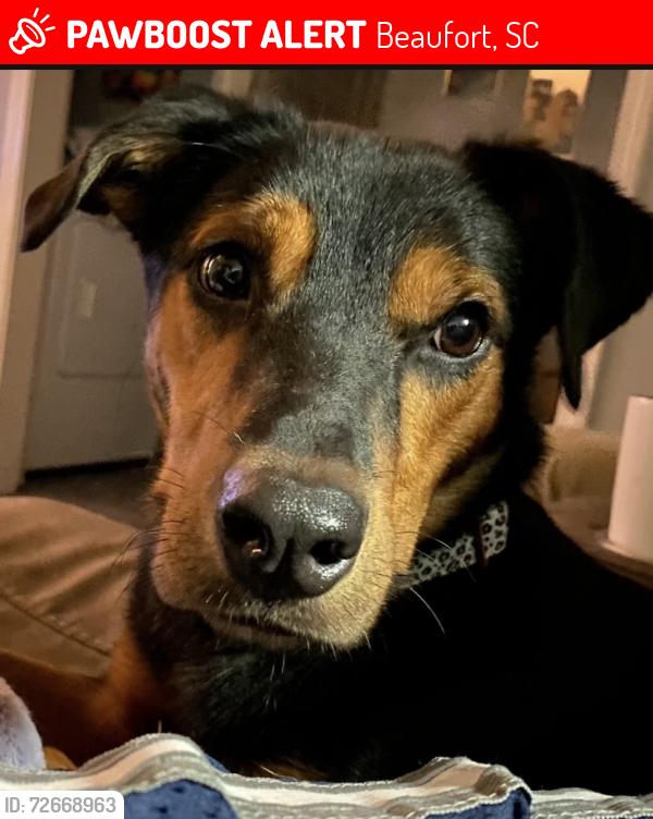 Lost Female Dog last seen Ivy lane & Palm Dr, Beaufort, SC 29902