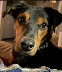 Lost Female Dog last seen Ivy lane & Palm Dr, Beaufort, SC 29902