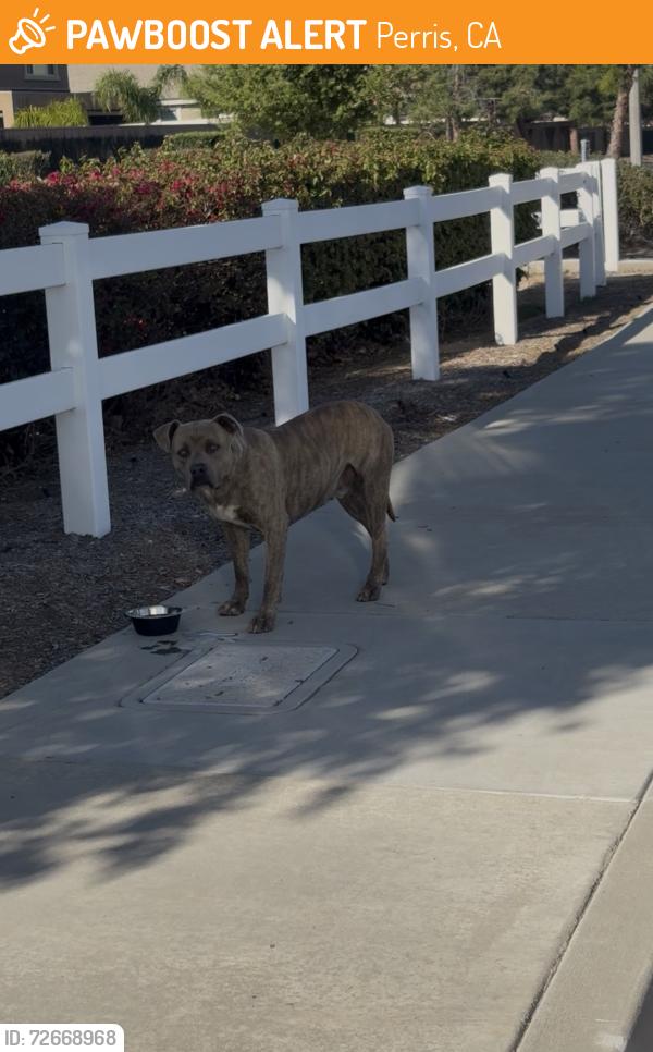 Found/Stray Unknown Dog last seen Evan’s , Avelina , Perris, CA 92572