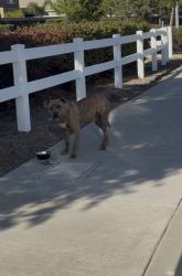 Found/Stray Unknown Dog last seen Evan’s , Avelina , Perris, CA 92572