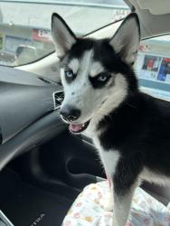 Lost Female Dog last seen Miami , Homestead, FL 33030