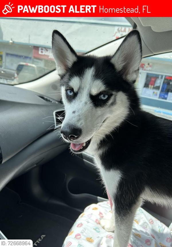 Lost Female Dog last seen Miami , Homestead, FL 33030