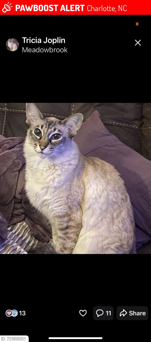 Lost Female Cat last seen Grandview Ridge Dr and Spring Laurel Dr, Charlotte, NC 28215