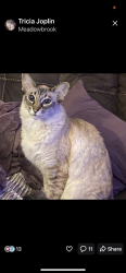 Lost Female Cat last seen Grandview Ridge Dr and Spring Laurel Dr , Charlotte, NC 28215