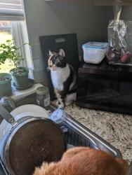Lost Female Cat last seen East avenue, Panama City, FL 32405