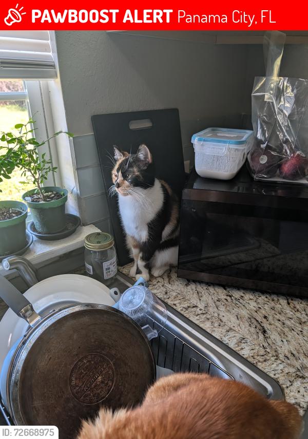 Lost Female Cat last seen East avenue, Panama City, FL 32405