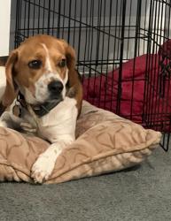 Lost Female Dog last seen 12th and Courtland street, Philadelphia, PA 19140