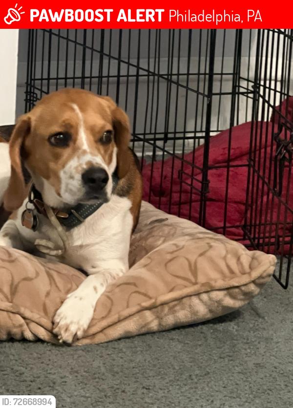 Lost Female Dog last seen 12th and Courtland street, Philadelphia, PA 19140