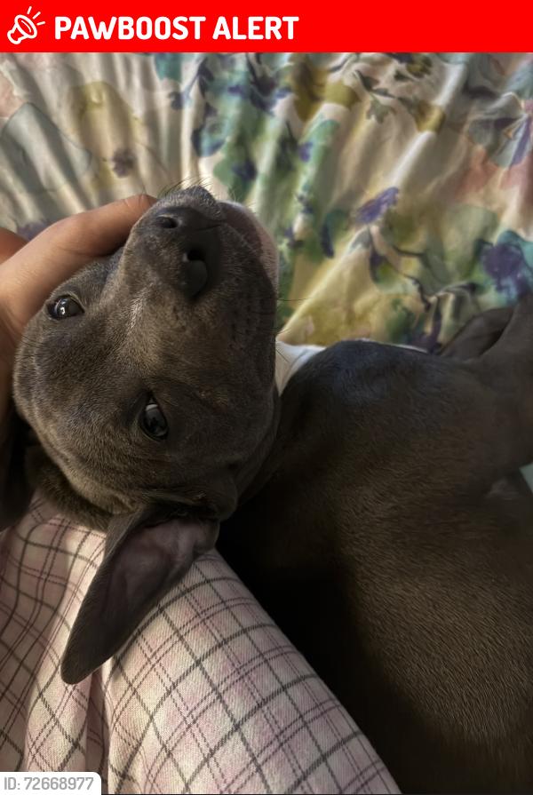 Lost Male Dog last seen pure blue nose staffy x, Mount Pritchard, NSW 2170
