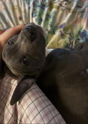 Lost Male Dog last seen pure blue nose staffy x, Mount Pritchard, NSW 2170