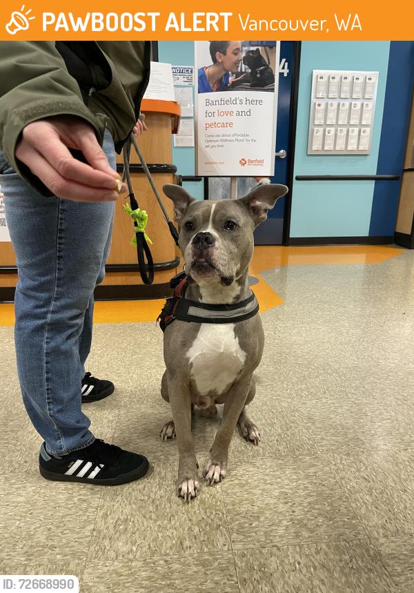 Found/Stray Male Dog last seen NE Hazel Dell Ave and NE Main Street, Vancouver, WA 98663