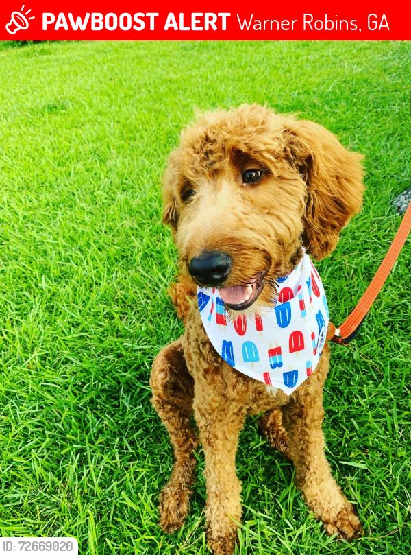 Lost Male Dog last seen Westside elementary school , Warner Robins, GA 31093