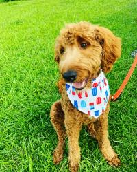 Lost Male Dog last seen Westside elementary school , Warner Robins, GA 31093