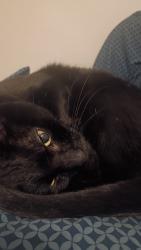 Lost Male Cat last seen Arrow storage units , Hurst, TX 76054