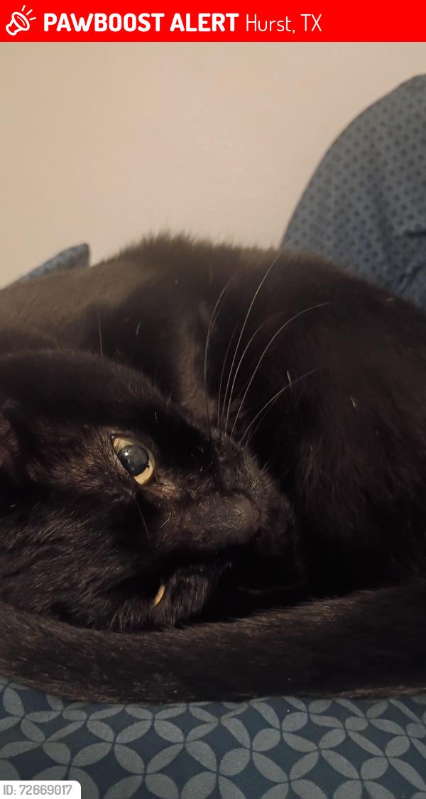 Lost Male Cat last seen Arrow storage units , Hurst, TX 76054