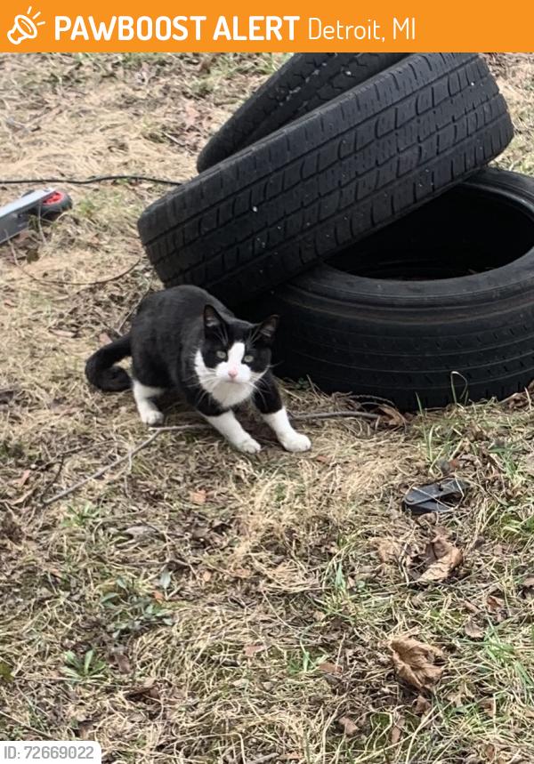 Found/Stray Unknown Cat last seen 8mile & pembroke, Detroit, MI 48219
