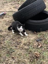 Found/Stray Unknown Cat last seen 8mile & pembroke, Detroit, MI 48219