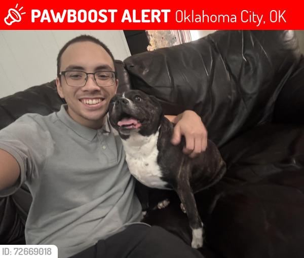 Lost Female Dog last seen S Youngs Blvd & SW 55th St, Oklahoma City, OK 73119