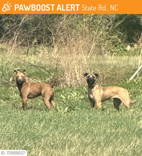 Found/Stray Unknown Dog last seen Rowan Road, Cleveland NC 27013, State Rd 2364, NC 27013