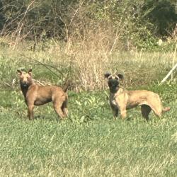 Found/Stray Unknown Dog last seen Rowan Road, Cleveland NC 27013, State Rd 2364, NC 27013