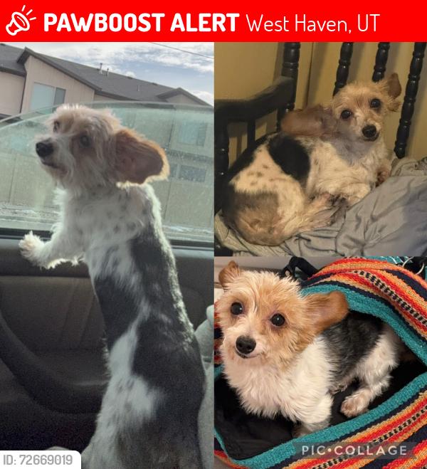 Lost Male Dog last seen Near S 2300 W, West Haven, UT 84401
