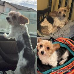 Lost Male Dog last seen Near S 2300 W, West Haven, UT 84401