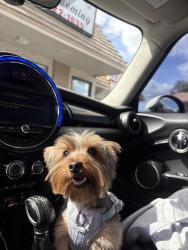 Lost Female Dog last seen Near Caminito Cachorro San Diego, CA  92105 United States, San Diego, CA 92105