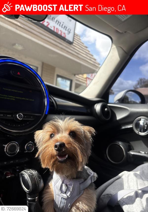 Lost Female Dog last seen Near Caminito Cachorro San Diego, CA  92105 United States, San Diego, CA 92105