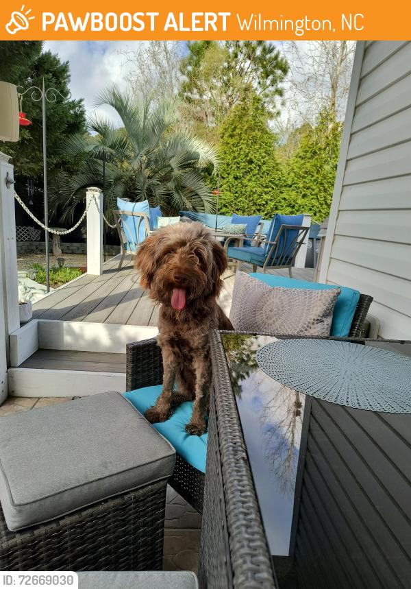 Found/Stray Female Dog last seen Gordon road Wilmington NC, Wilmington, NC 28411