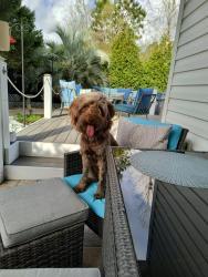 Found/Stray Female Dog last seen Gordon road Wilmington NC, Wilmington, NC 28411