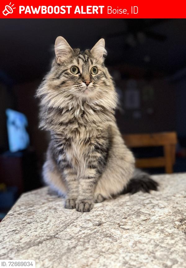 Lost Female Cat last seen Fairview/Fivemile in Boise, ID, Boise, ID 83714