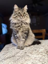 Lost Female Cat last seen Fairview/Fivemile in Boise, ID, Boise, ID 83714