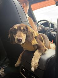 Lost Female Dog last seen 7/11 gas station , Austin, TX 78721