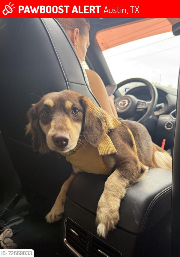 Lost Female Dog last seen 7/11 gas station , Austin, TX 78721