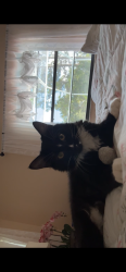 Lost Male Cat last seen Water oak drive, Merritt Island, FL 32953