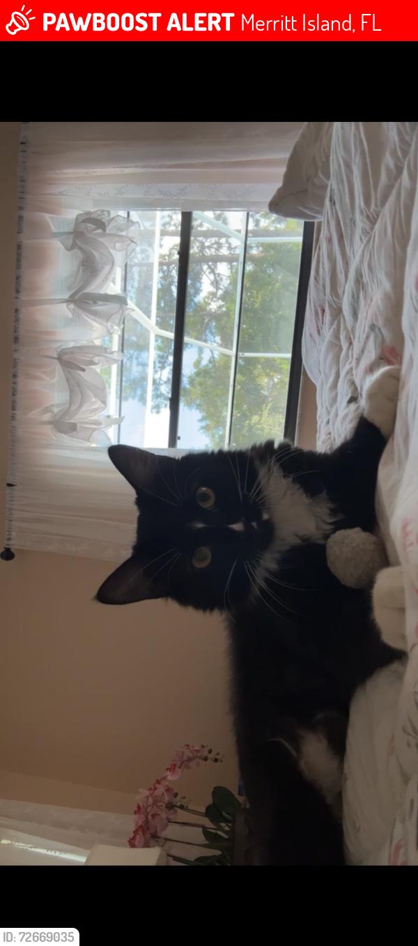 Lost Male Cat last seen Water oak drive, Merritt Island, FL 32953