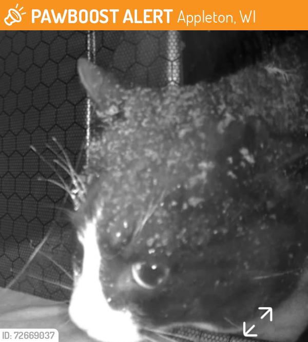 Found/Stray Unknown Cat last seen Festival Foods, Appleton, WI 54914