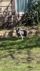 Found/Stray Unknown Dog last seen Collins and Abram, Arlington, TX 76010