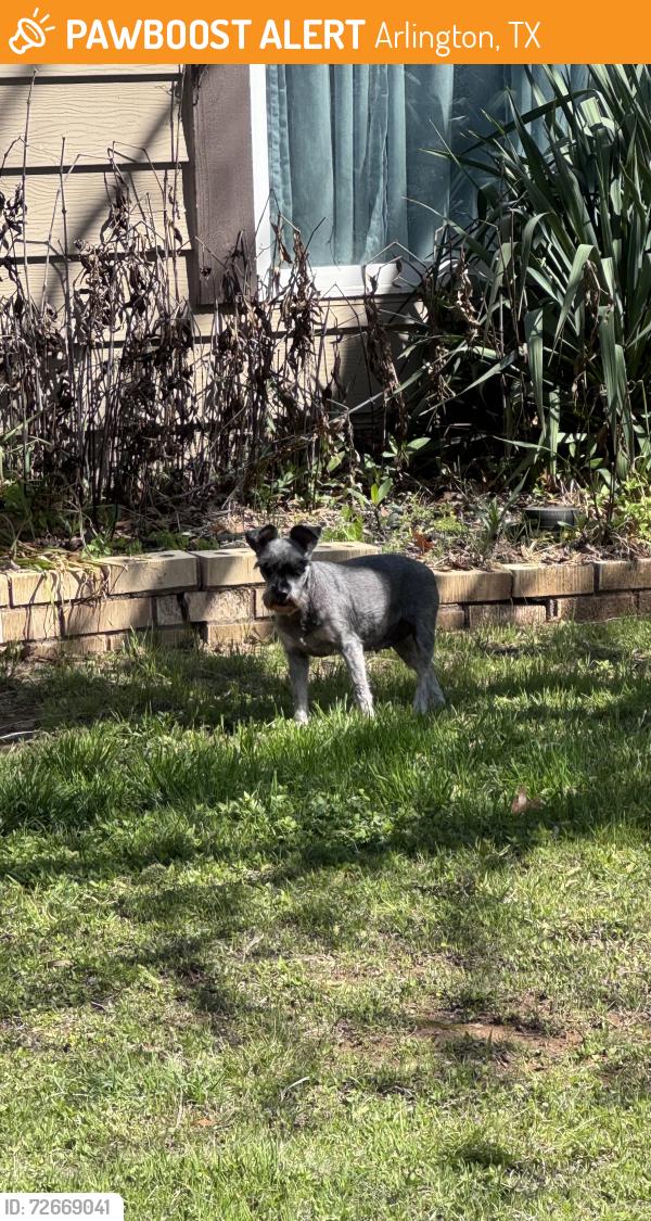 Found/Stray Unknown Dog last seen Collins and Abram, Arlington, TX 76010